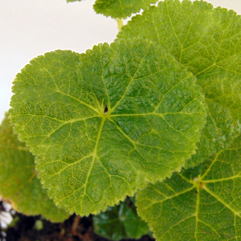 Rose trémière Crème de Cassis - Alcea rosea (Feuillage)