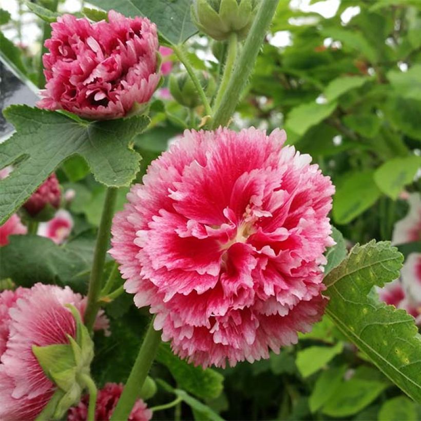 Rose trémière - Alcea rosea Fiesta Time (Floraison)