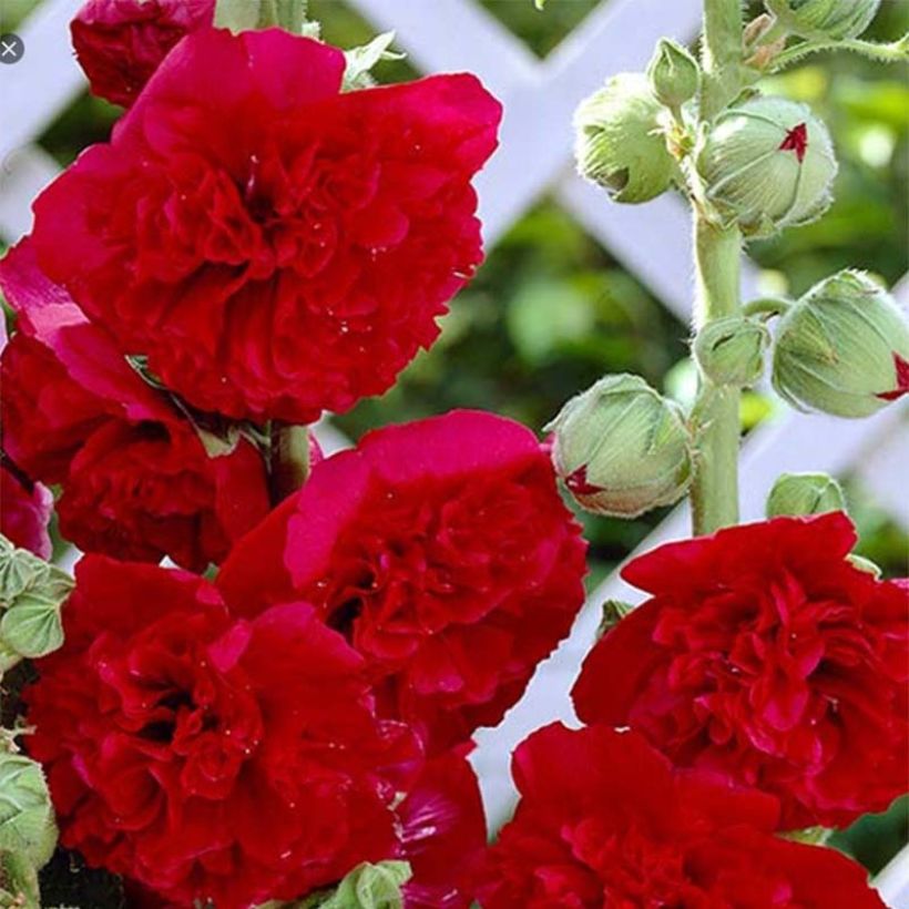 Rose trémière - Alcea rosea Pleniflora Rouge (Floraison)