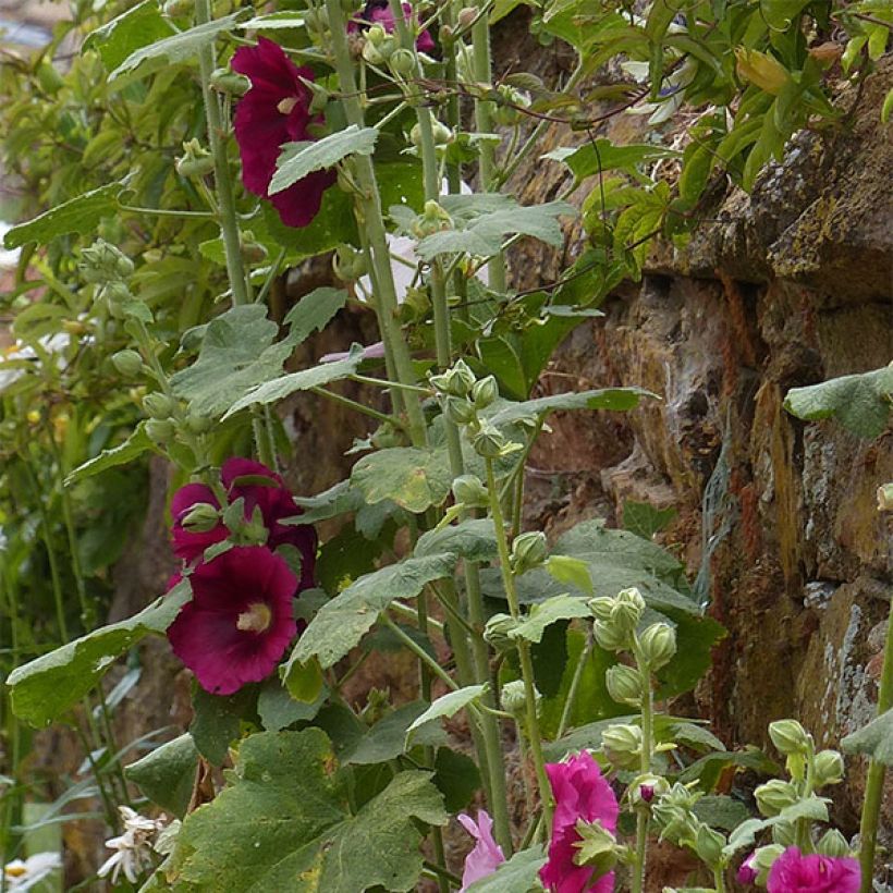 Alcea rosea Simplex - Rose Trémière en mélange (Feuillage)