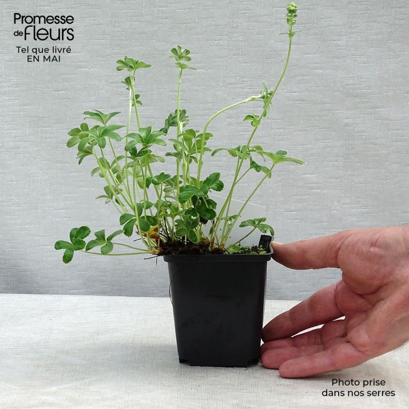 Spécimen de Alchemilla alpina - Alchémille des Alpes Godet de 8/9 cm tel que livré au printemps
