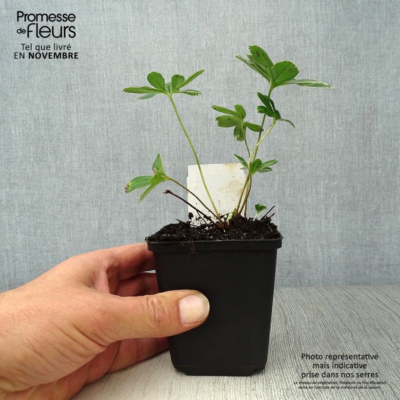 Spécimen de Alchemilla alpina - Alchémille des Alpes Godet de 8/9 cm tel que livré en automne
