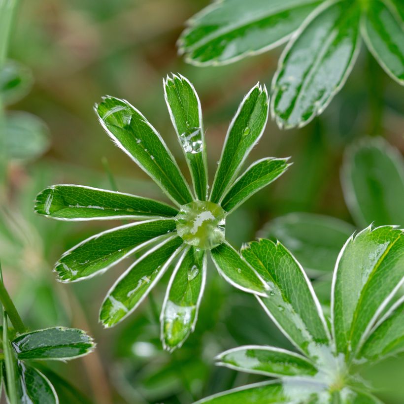 Alchemilla alpina - Alchémille des Alpes (Feuillage)