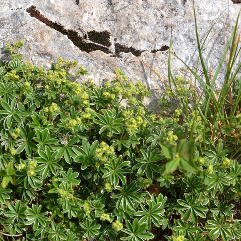 Alchemilla alpina - Alchémille des Alpes (Port)