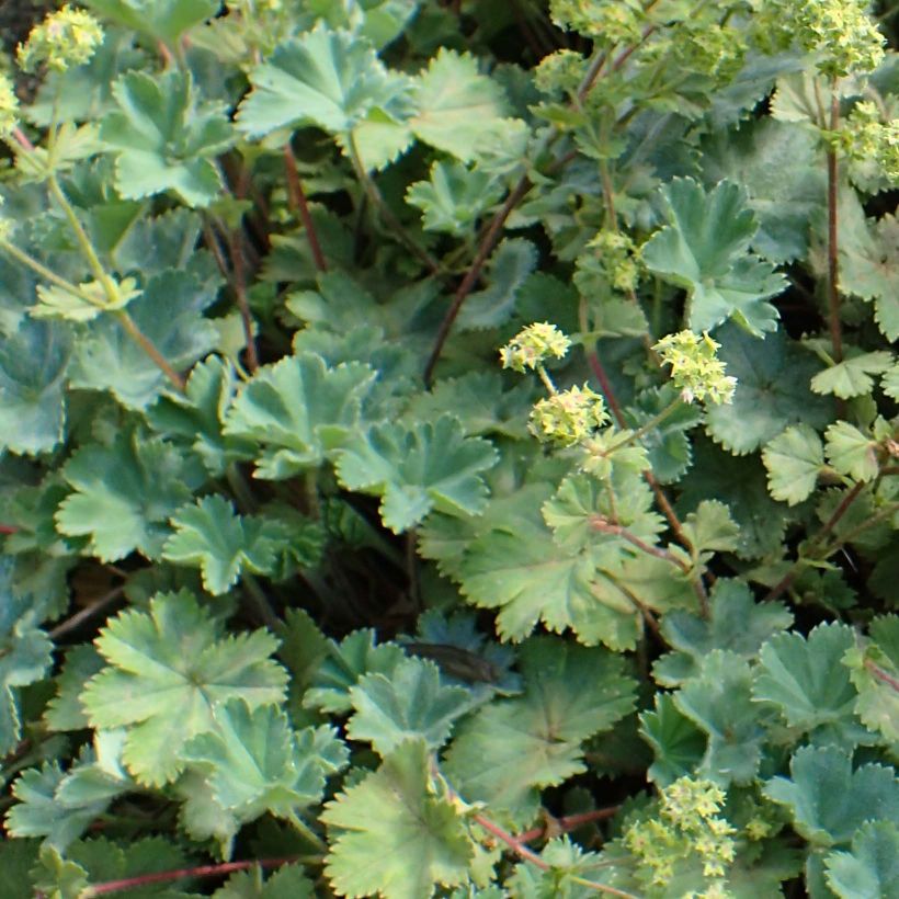 Alchemilla caucasica - Alchémille de Caucase (Feuillage)