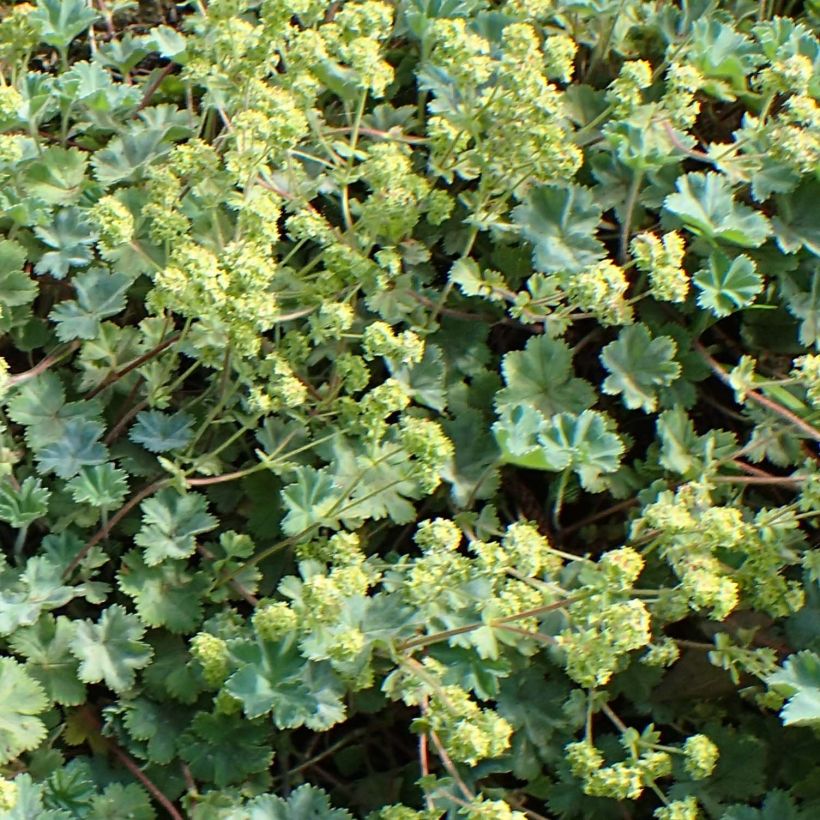 Alchemilla caucasica - Alchémille de Caucase (Floraison)