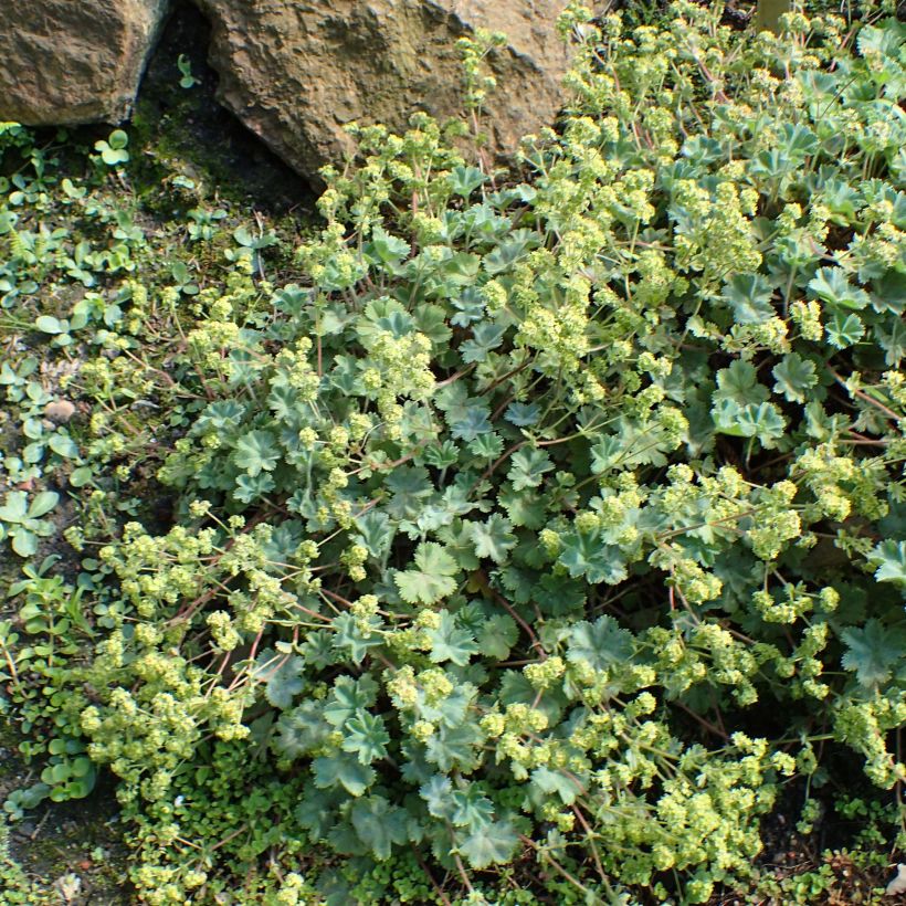 Alchemilla caucasica - Alchémille de Caucase (Port)