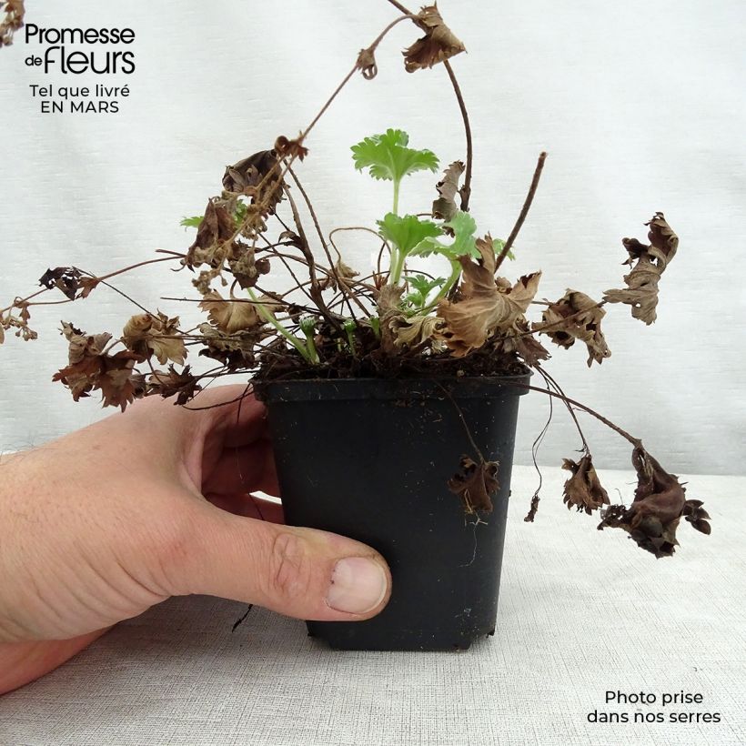 Spécimen de Alchemilla caucasica - Alchémille de Caucase Godet de 9cm tel que livré au printemps