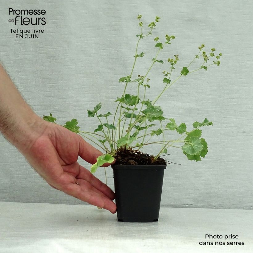 Spécimen de Alchemilla caucasica - Alchémille de Caucase Godet de 8/9 cm tel que livré en été