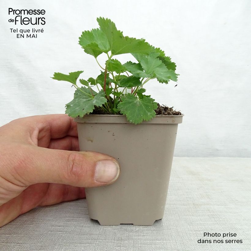 Spécimen de Alchemilla epipsila - Alchemille Godet de 9cm tel que livré au printemps