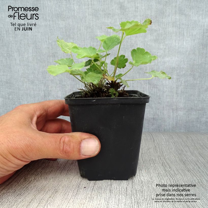 Spécimen de Alchemilla epipsila - Alchemille Godet de 8/9 cm tel que livré en été