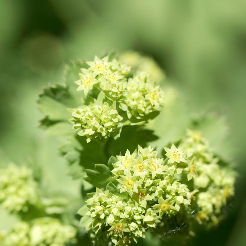 Alchemilla epipsila - Alchemille (Floraison)