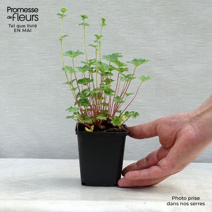 Spécimen de Alchemilla erythropoda - Alchémille Godet de 9cm tel que livré au printemps