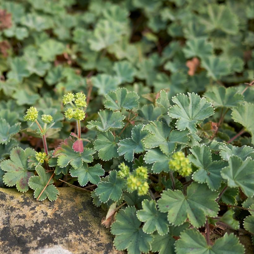 Alchemilla erythropoda - Alchémille (Port)