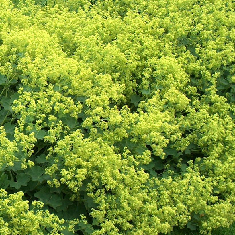 Alchemille Thriller - Alchemilla mollis (Floraison)