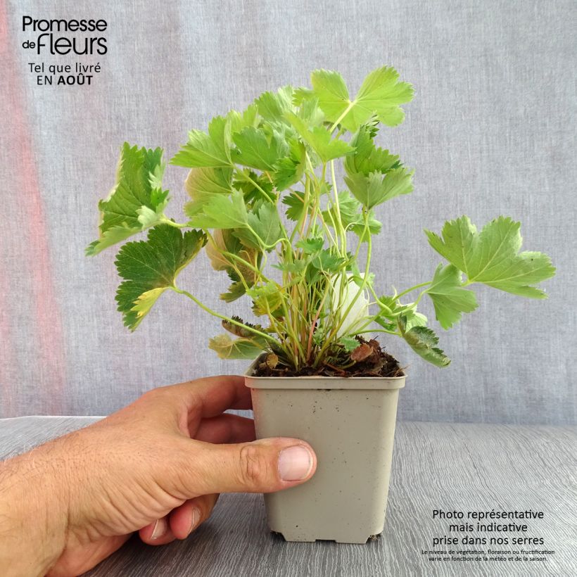 Spécimen de Alchemilla sericata Gold Strike - Alchemille Godet de 8/9 cm tel que livré en été