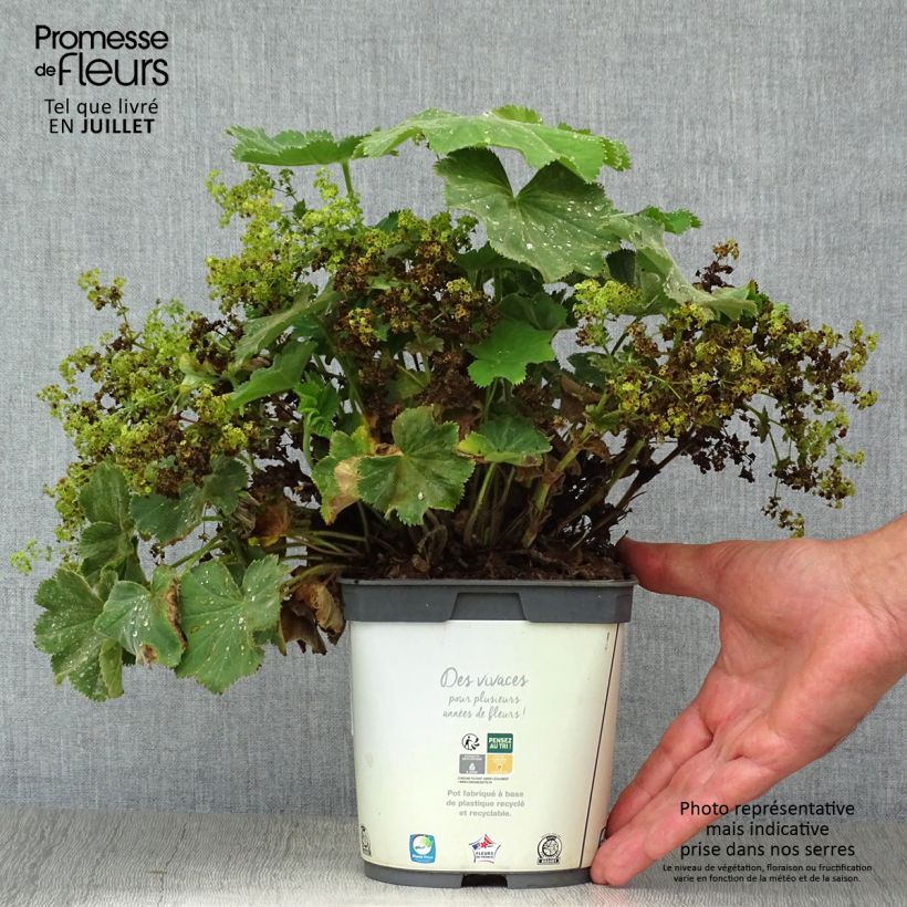 Spécimen de Alchemille Thriller - Alchemilla mollis Pot de 2L/3L tel que livré en été