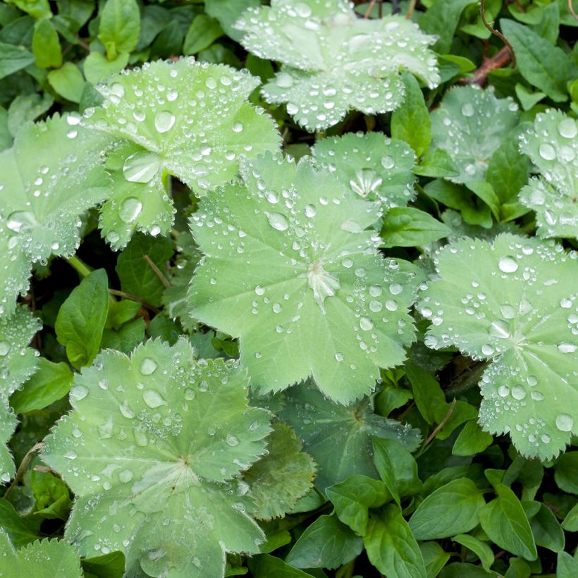 Alchemille Thriller - Alchemilla mollis (Feuillage)