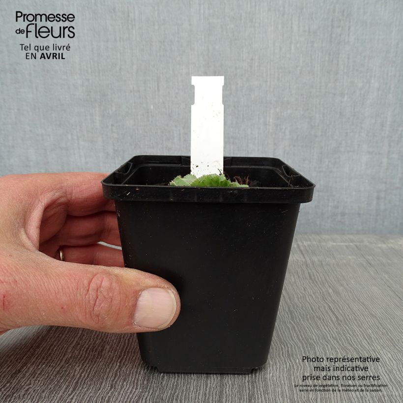 Spécimen de Alchemille Thriller - Alchemilla mollis - godet de 8/9cm tel que livré au printemps