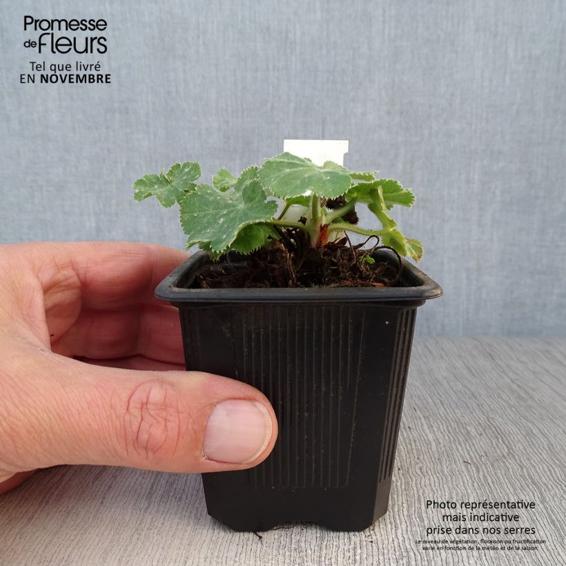 Spécimen de Alchémille commune - Alchemilla mollis Godet de 8/9 cm tel que livré en automne