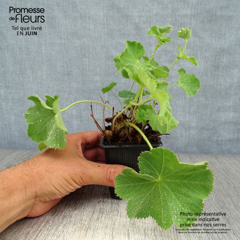 Spécimen de Alchémille commune - Alchemilla mollis Godet de 8/9 cm tel que livré en été
