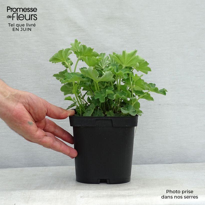 Spécimen de Alchémille commune - Alchemilla mollis Pot de 2L/3L tel que livré en été