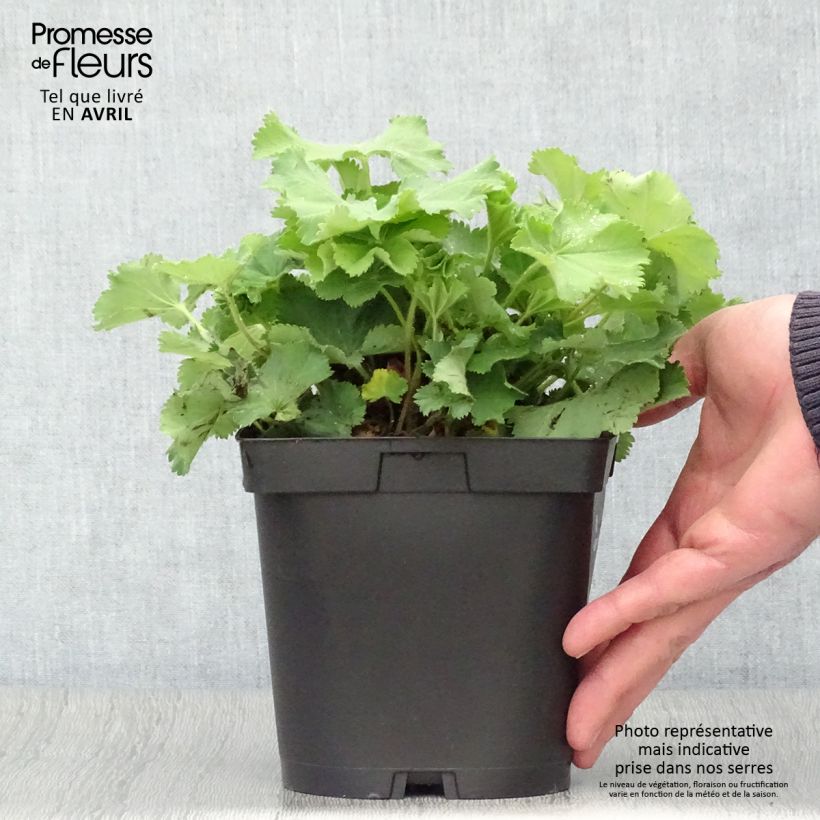 Spécimen de Alchémille commune - Alchemilla mollis en pot de 2/3L tel que livré au printemps