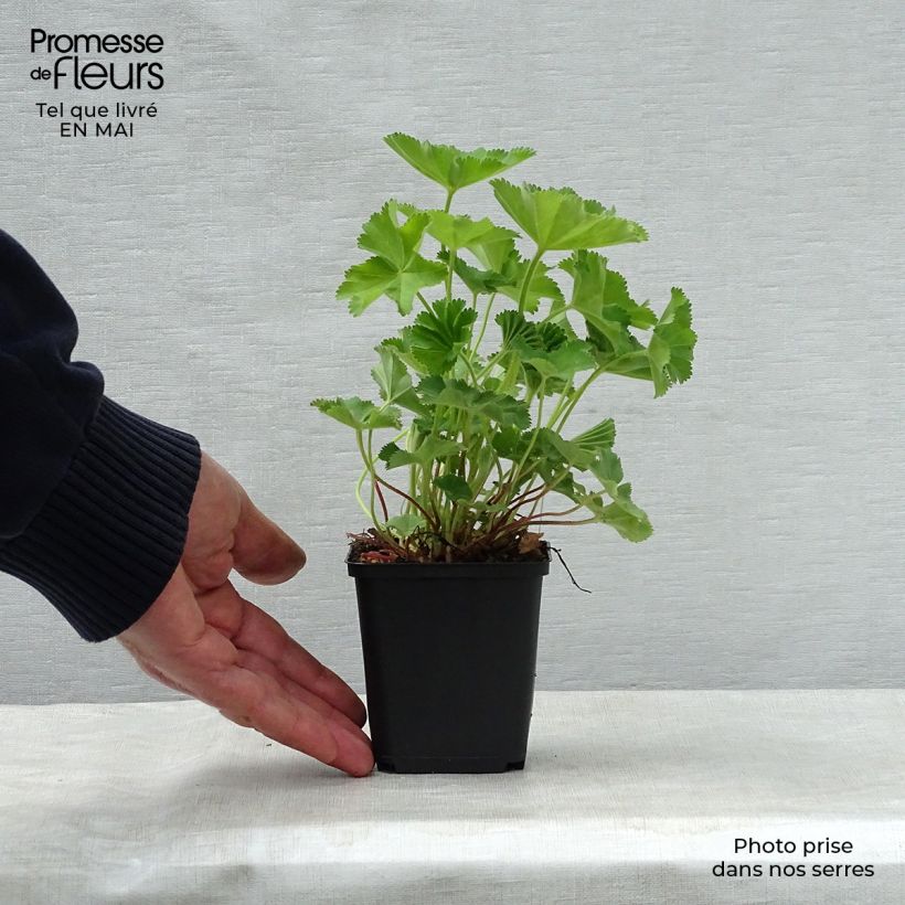 Spécimen de Alchémille commune - Alchemilla mollis en godet de 8/9 cm tel que livré au printemps