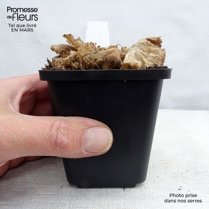 Spécimen de Alchemille vulgaris - Alchemille commune Godet de 9cm tel que livré au printemps