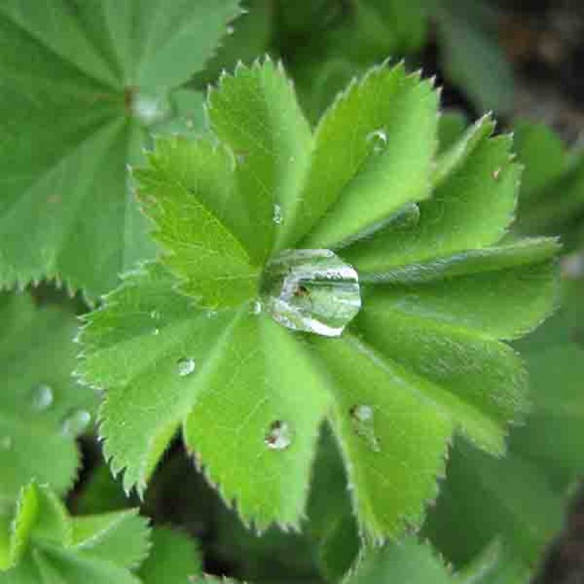 Alchemille vulgaris - Alchemille commune (Feuillage)