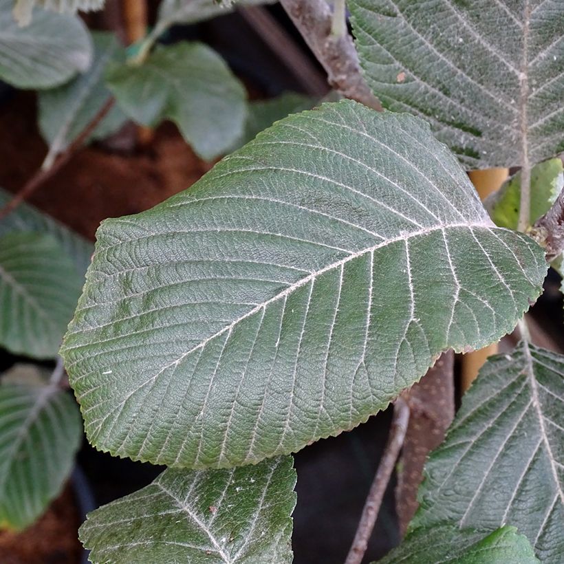 Alisier blanc - Sorbus aria Lutescens (Feuillage)