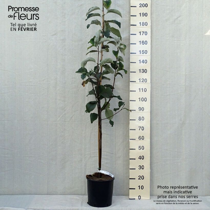 Spécimen de Alisier blanc - Sorbus aria Lutescens Pot de 12L/15L, Tige tel que livré en automne