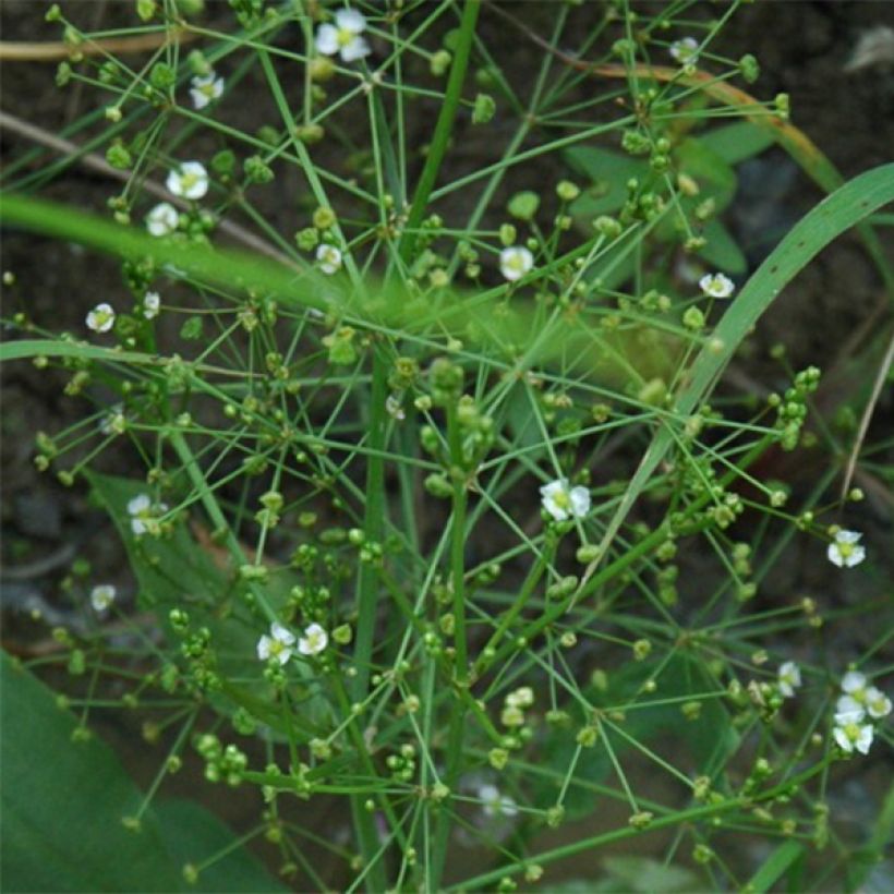 Alisma parviflora - Plantain d'eau (Floraison)
