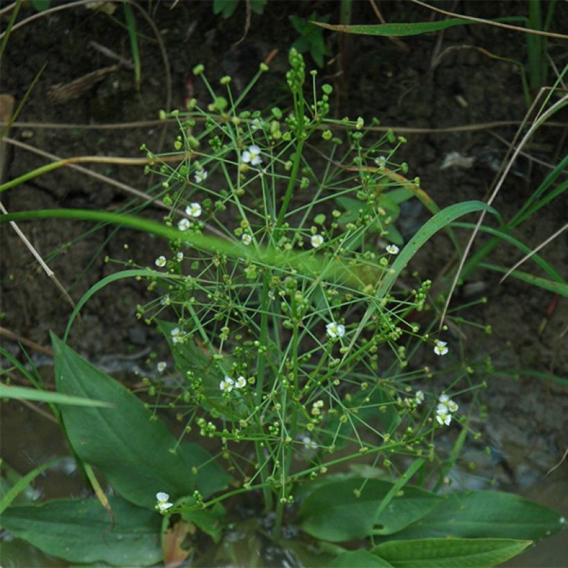 Alisma parviflora - Plantain d'eau (Port)