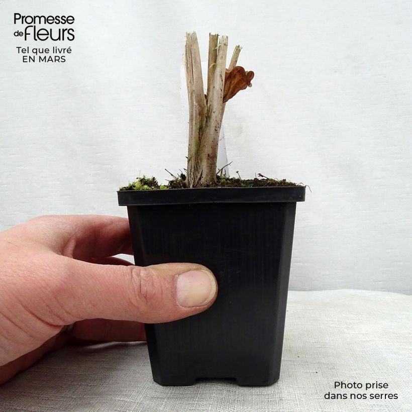 Spécimen de Alisma parviflora - Plantain d'eau Godet de 9cm tel que livré au printemps