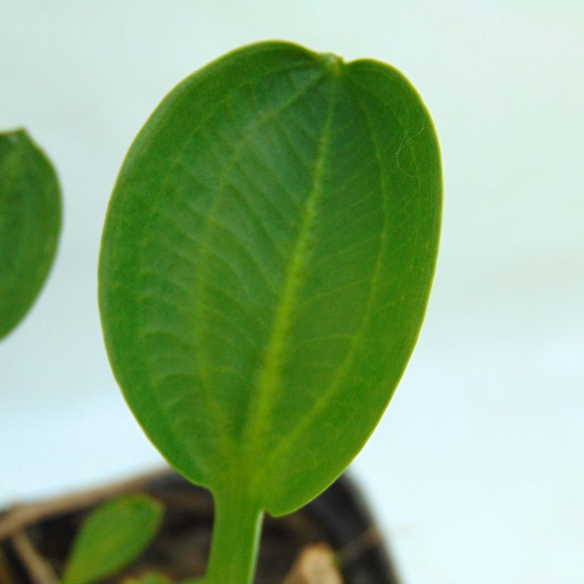 Alisma parviflora - Plantain d'eau (Feuillage)