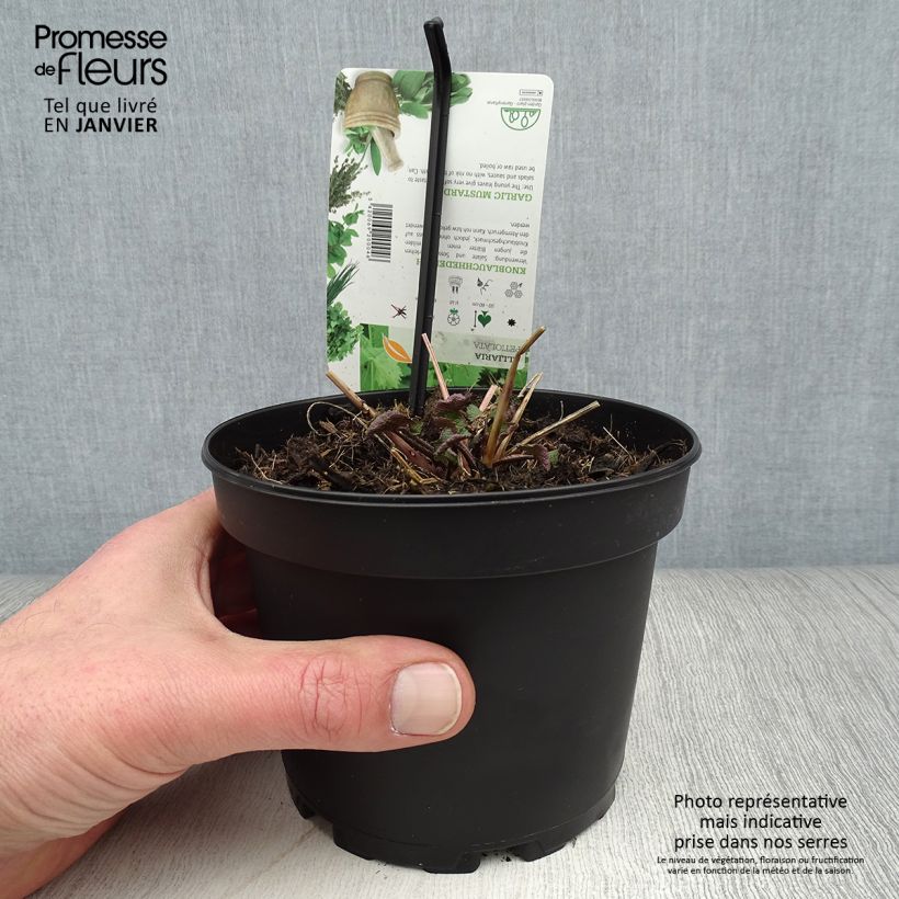 Spécimen de Alliaire officinale ou Herbe à ail - Alliaria petiolata Pot de 1,5L/2L tel que livré en hiver
