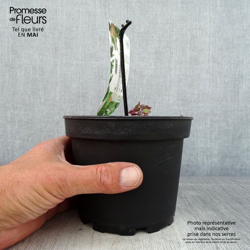 Spécimen de Alliaire officinale ou Herbe à ail - Alliaria petiolata Pot de 1,5L/2L tel que livré au printemps