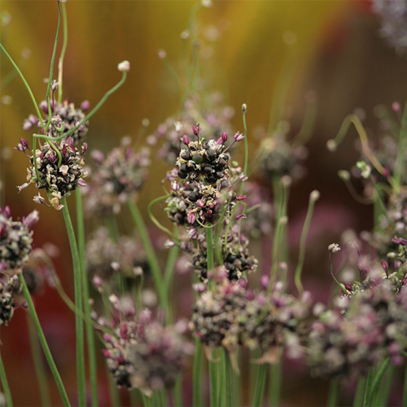 Ail d'ornement - Allium rocambole Bizarre (Floraison)