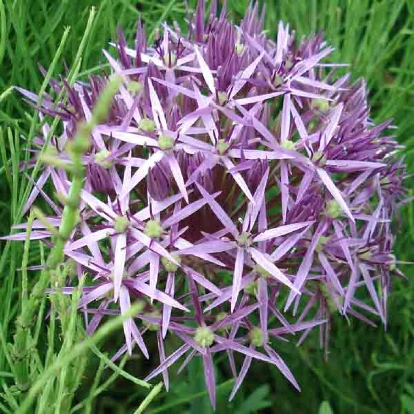 Ail d'ornement Etoile de Perse - Allium christophii ou albopilosum (Floraison)