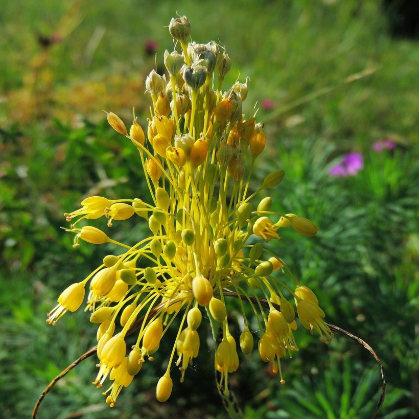 Allium flavum - Ail jaune (Floraison)