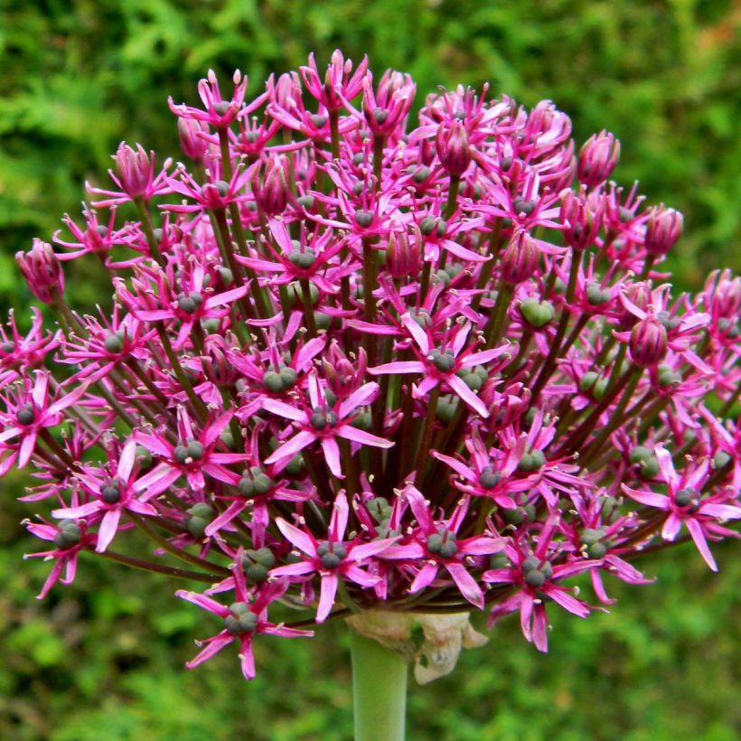Ail d'ornement - Allium Miami (Floraison)