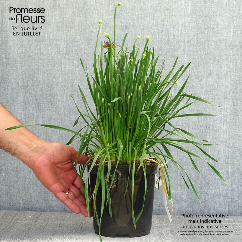 Spécimen de Ail d'ornement - Allium Millenium Pot de 2L/3L tel que livré en été