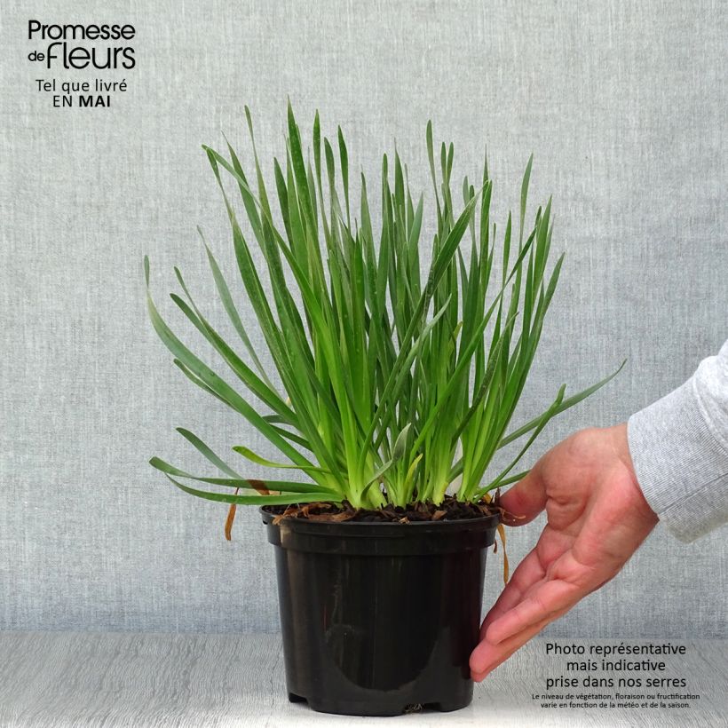 Spécimen de Ail d'ornement - Allium Millenium Pot de 2L/3L tel que livré au printemps