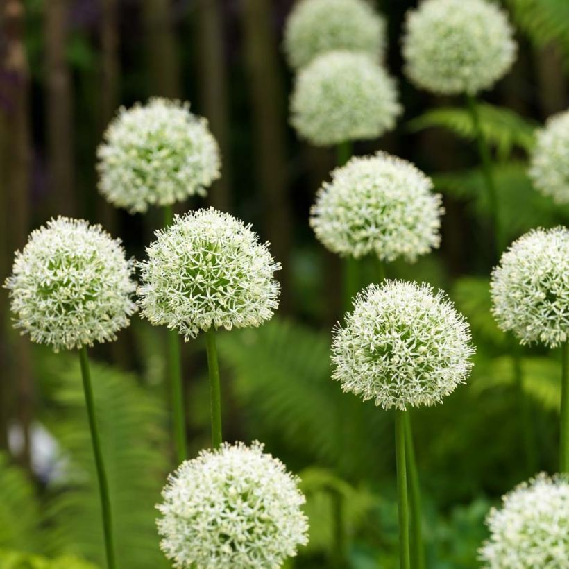 Ail d'ornement - Allium Mont Blanc (Floraison)