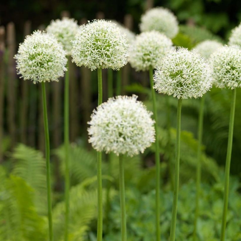 Ail d'ornement - Allium Mont Blanc (Port)