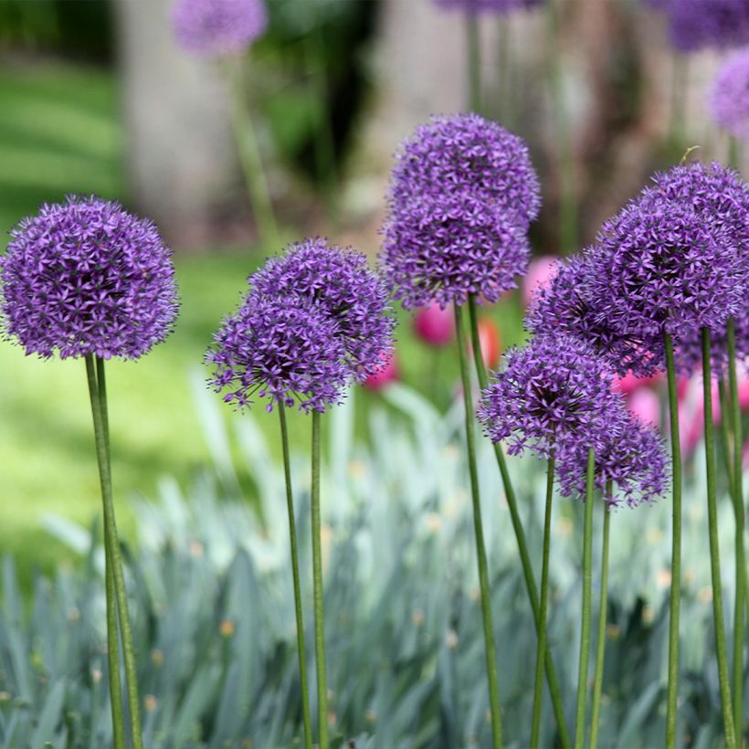 Ail d'ornement - Allium Statos (Port)