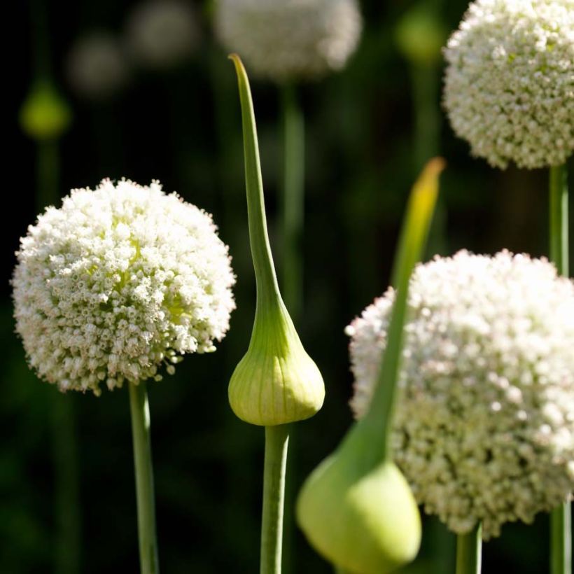 Ail d'ornement - Allium White Cloud (Floraison)