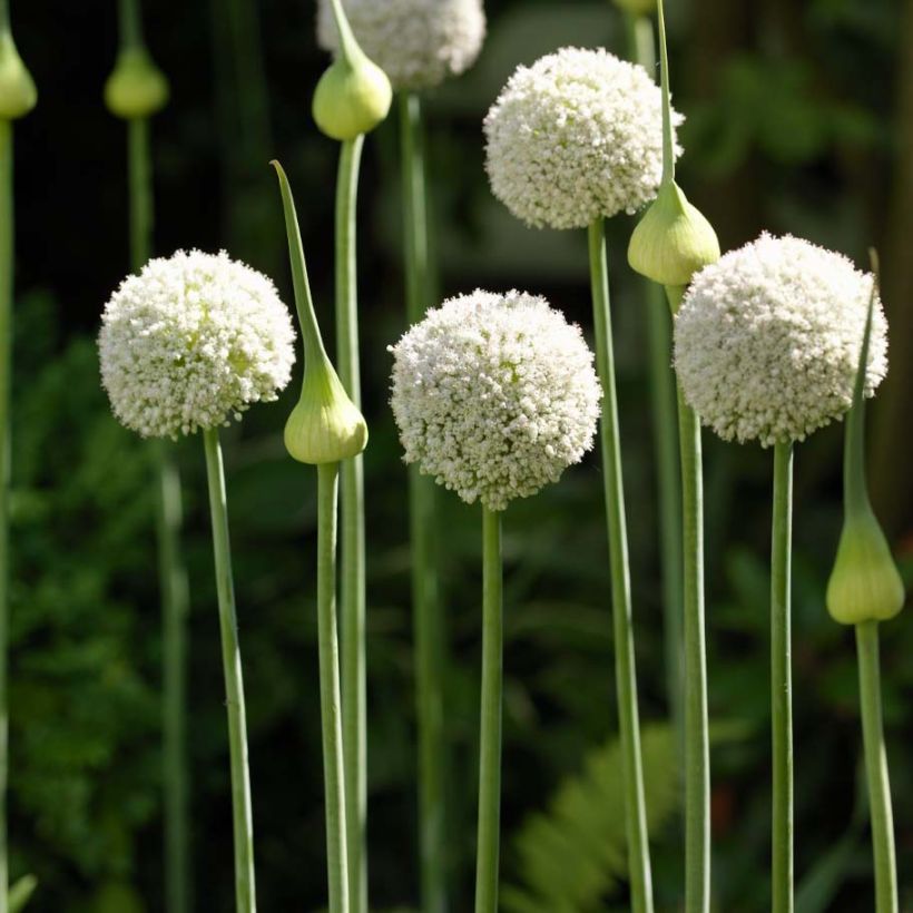 Ail d'ornement - Allium White Cloud (Port)