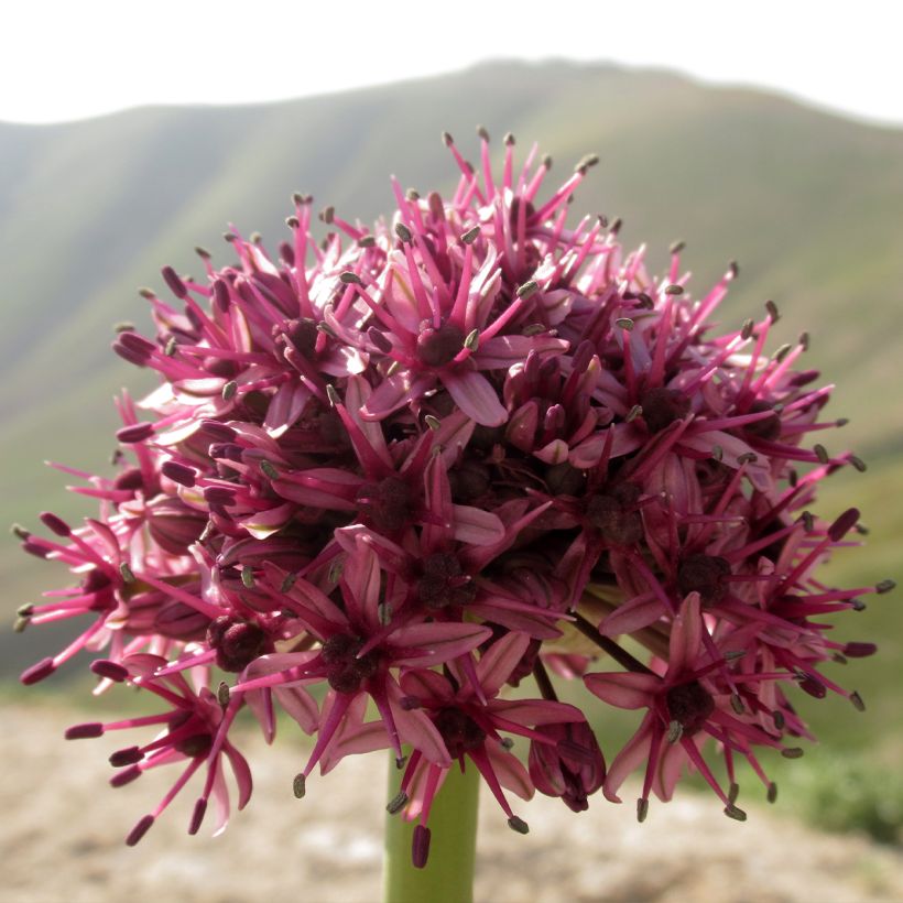 Allium aschersonianum - Ail d'ornement, Ail d'Ascherson (Floraison)